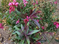 Гаура не сдается