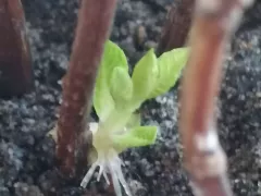 Укореняется гортензия