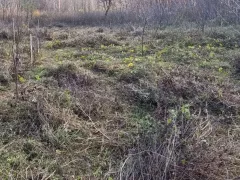 Природная мульча из скошенных сорняков