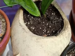 Долгоиграющая попытка укоренения хойи