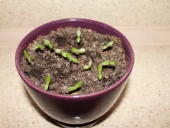 Взошли росточки питахайи 