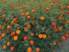 Мои любимые бархатцы 