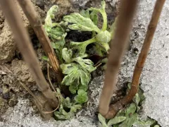 Сад уже почувствовал приближение весны