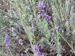 Лаванда продолжает сезон цветения. 