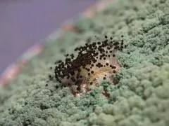 Триходерма — не панацея