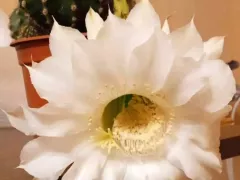 Цветение Домино-кактуса