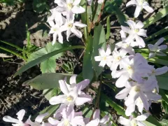 Пролески в тетином цветнике