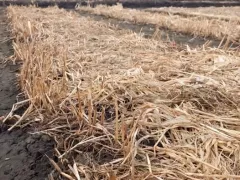 Теплые грядки с сидератами