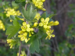 Золотистая смородина — медоносная, устойчивая, полезная 