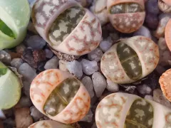 Литопсы — живые камни среди суккулентов