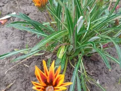 Неожиданно зацвела газания