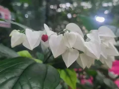 И вновь цветёт клеродендрум Томпсона