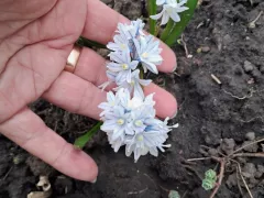 Растение с химическими корнями.