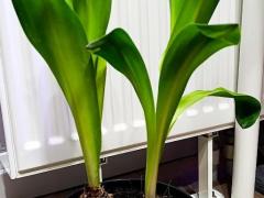 Морской лук (или Urginea maritima, или Drimia maritima)