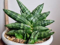 Сансевиерия цилиндрическая Бонсел (Sansevieria cylindrica Bonsel)