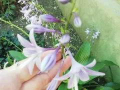 Хоста зацвела осенью. 
