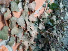 Пришлось обрезать подмерзший плющ