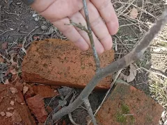 Липа из Турции.