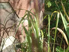 Перистощетинник лисохвостный, первый год появились лисьи хвостики.