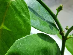 Лимон Пандероза снова зацвел.