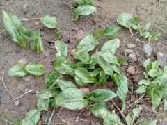 Аронник итальянский