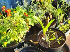 Мой маленький садик в горшках