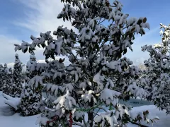 С Новым Годом!