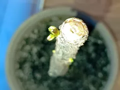 Почки на фикусе после жесткой обрезки