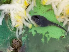 Волшебство превращения