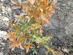 Самшит поменял цвет листьев, как лечить?