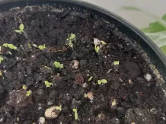 Первый опыт выращивания гвоздики из семян. Начало. 