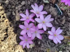 Первоцветы на моей клумбе