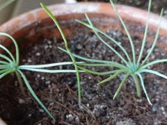 Попытка номер два: опять пинии