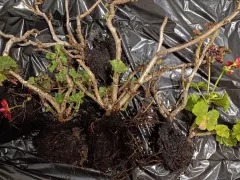 Пеларгонии, которые кто-то выбросил