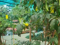 На кумквате до сих пор висят плоды..