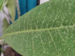 Как я борюсь с мошками и другими балконными вредителями