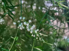 Красивые каскады аспарагуса Шпренгера