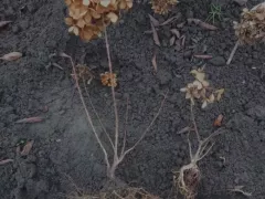 Оставлять ли корни в торфяном грунте 