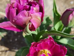 Мои красавчики-тюльпаны