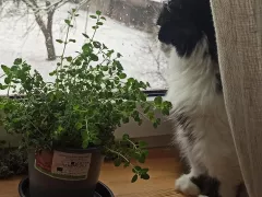 Об орегано на моем подоконнике