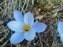 Цветут осенние крокусы в горах. 