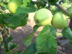 Яблок немного, но есть