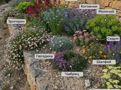 Десять растений, которые процветают в бедном грунте