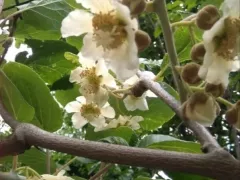 Черенкую актинидию деликатесную (киви).