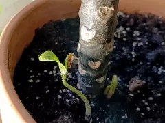 Маленький ботанический детектив