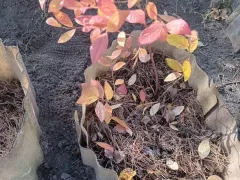 Посадил голубику