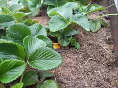 Работы на клубничной грядке