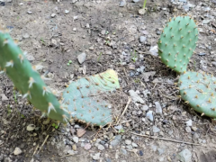 Опунция с желтыми цветами  (Opuntia)