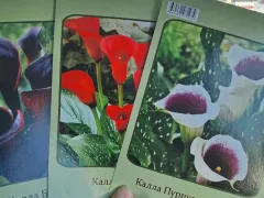 Вторая моя попытка с каллами.