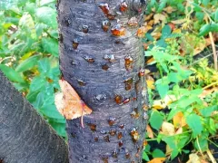 Камедетечение  — что это значит и как помочь дереву